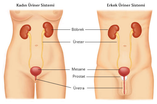 urinerr-sistem.jpg