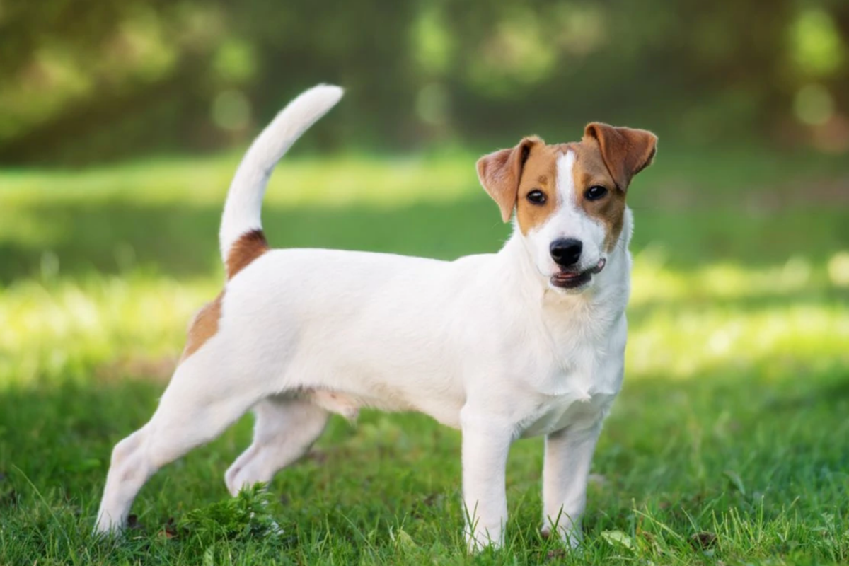 Jack-Russell-Terrier.png