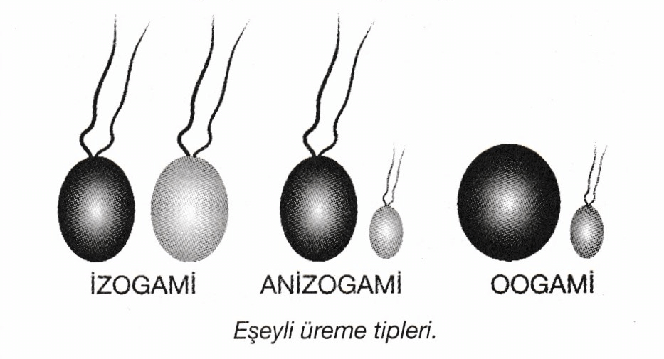 EŞEYLİ ÜREME