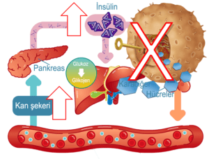 insulin-direnci-sematik-300x229-1-1.png