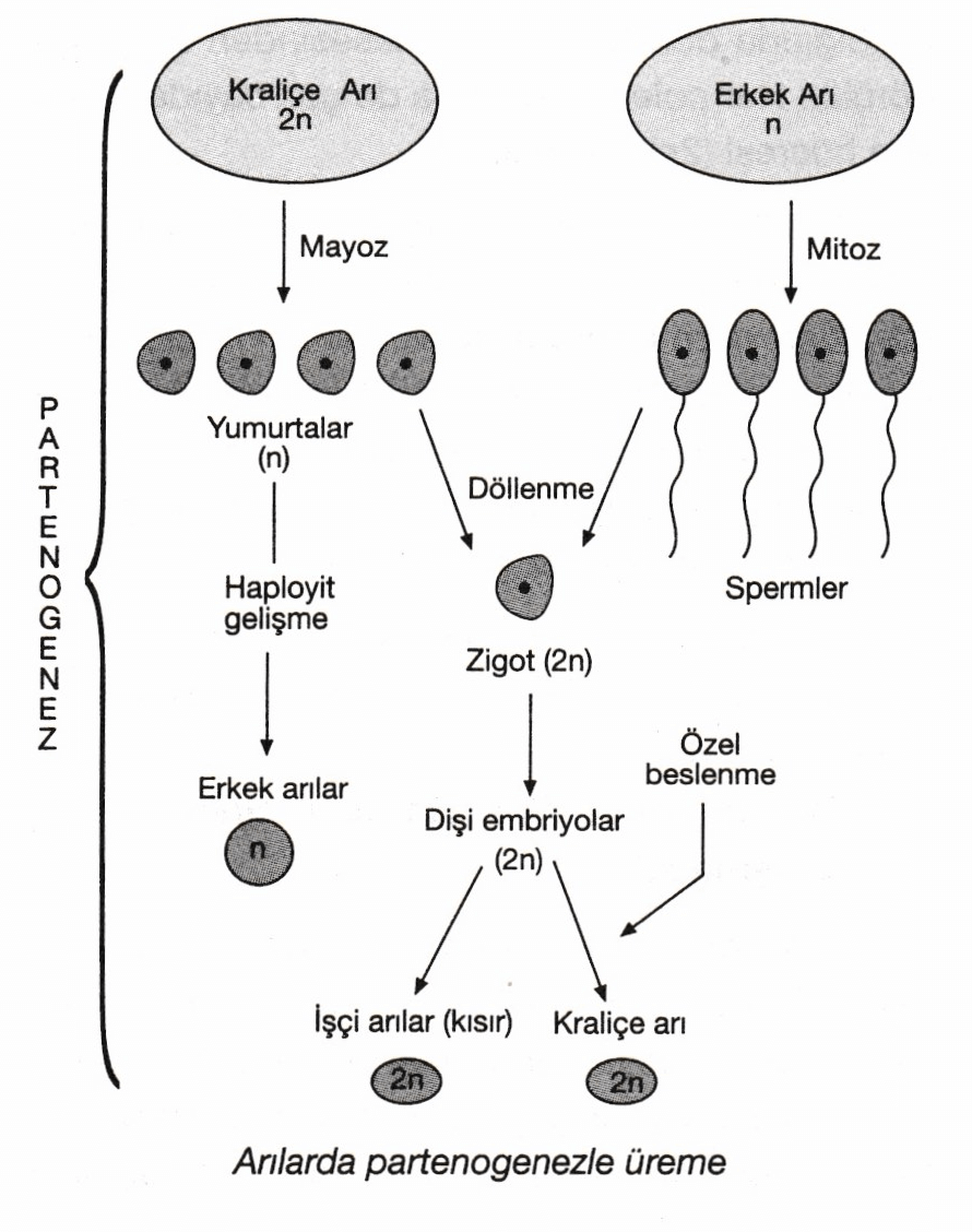 PARTENOGENEZ