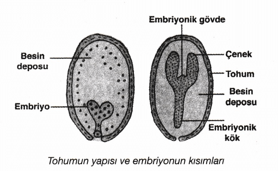 tohumun yapısı