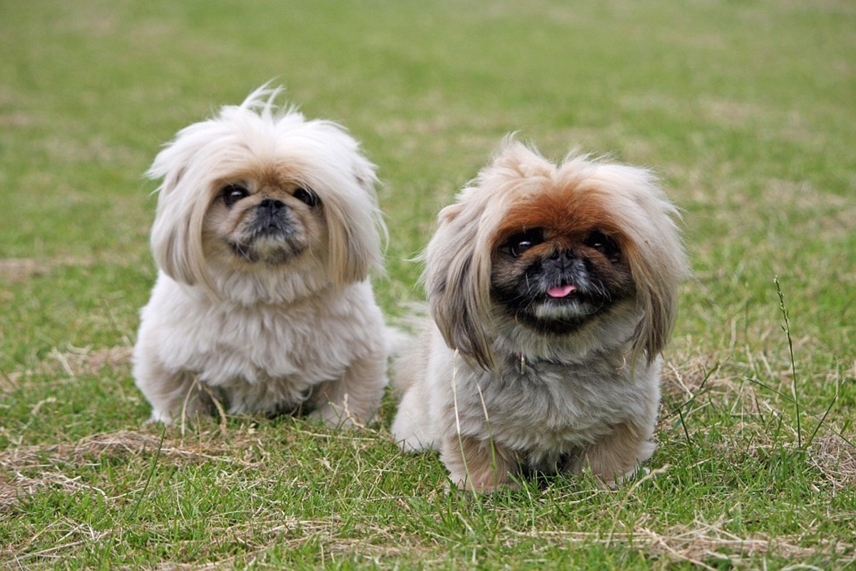 Pekingese-Pekinez.jpg