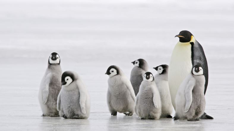 antartika-da-parcalanan-buz-kutlesi-yavru-penguenlerin-bogulmasina-neden-oldu-1556191702.jpg