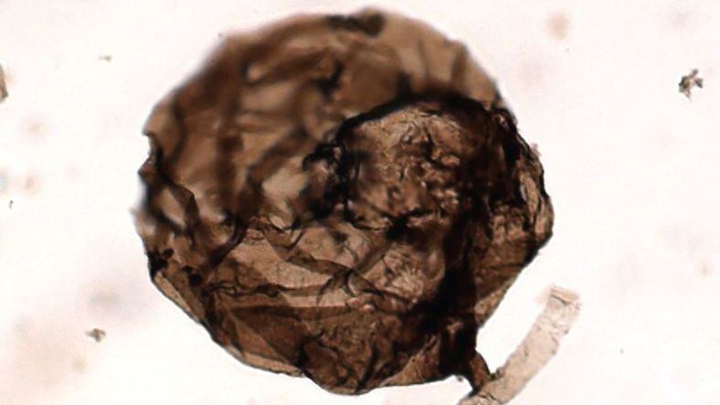 dunyanin-en-eski-mantar-fosili-bulundu-1559055242.jpg
