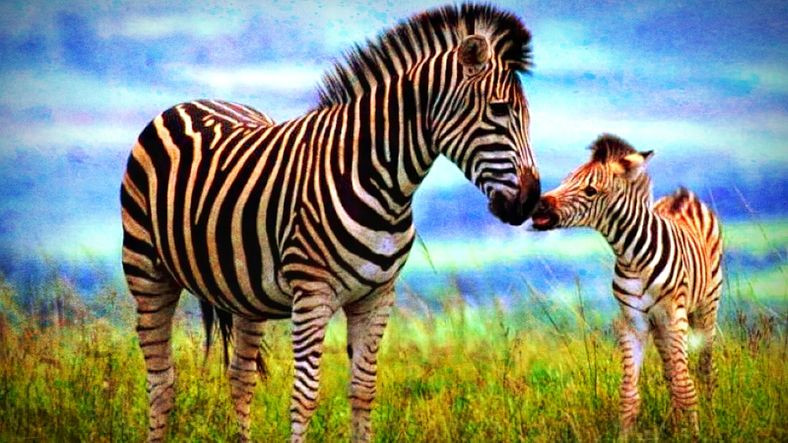 zebra-seritlerinin-sogutma-etkisi-dogada-ilk-kez-gozlemlendi-1560501747.jpg