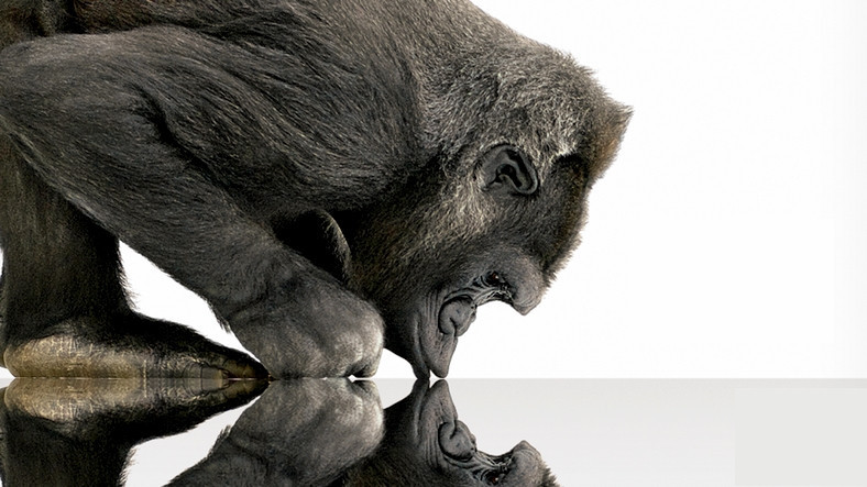 gecmise-yolculuk-gorilla-glass-in-yukselisi-ve-telefon-endustrisine-katkilari-1560675802.jpg