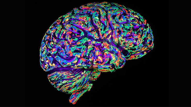 bilim-insanlari-sinirsel-aktivite-gerceklestiren-yapay-beyin-tasarladilar-1561741334.jpg