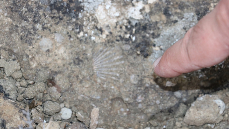 dunya-tarihine-sik-tutacak-fosiller-sivas-ta-bulundu-1563539861.jpg