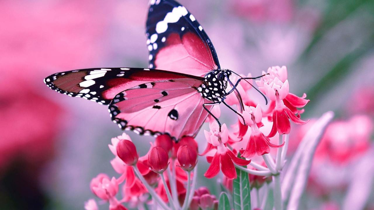 butterfly-wallpapers-25413-1990397-Ma4q_cover.jpg