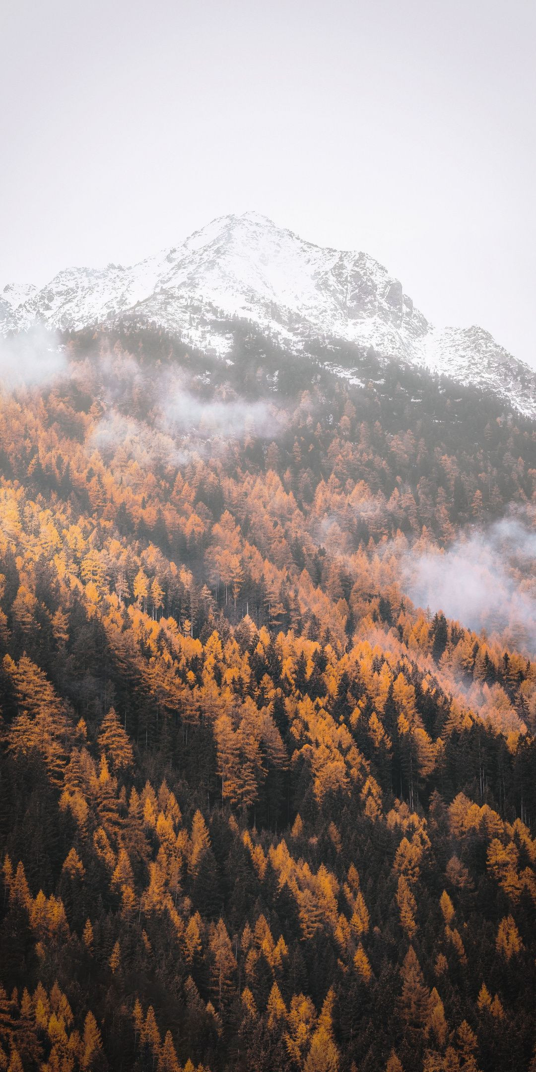 autumn-forest-tree-yellow-mount-wxKD.jpg