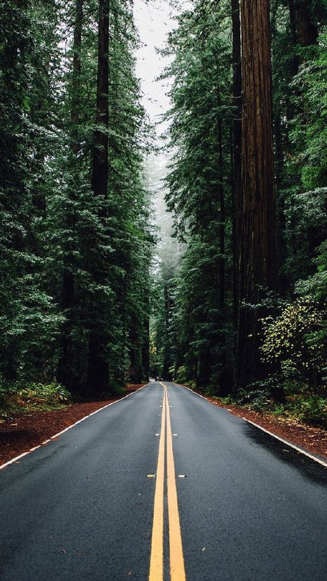 green-forest-road-tall-trees-iphone-Qn19.jpg