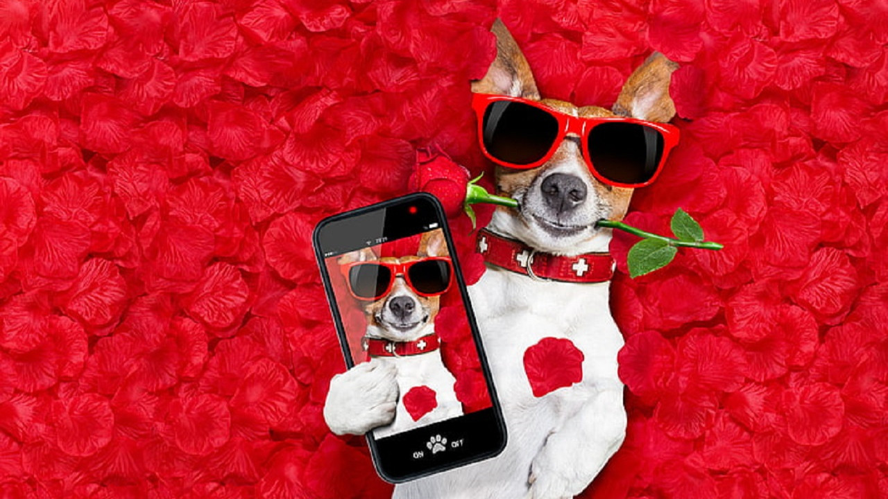dog-petals-love-rose-wallpaper-prev-lWqs_cover.jpg