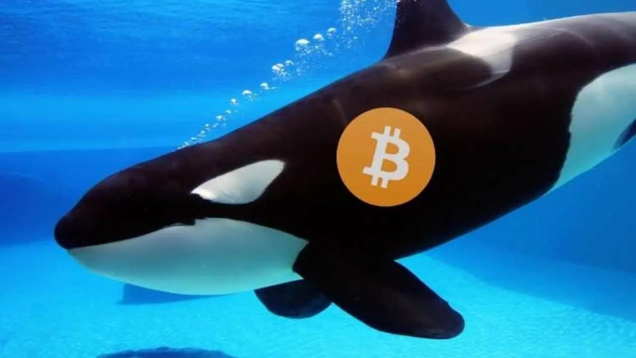 Bitcoin-whales-accumulated-close-to-46103-BTC-in-7-days.jpg