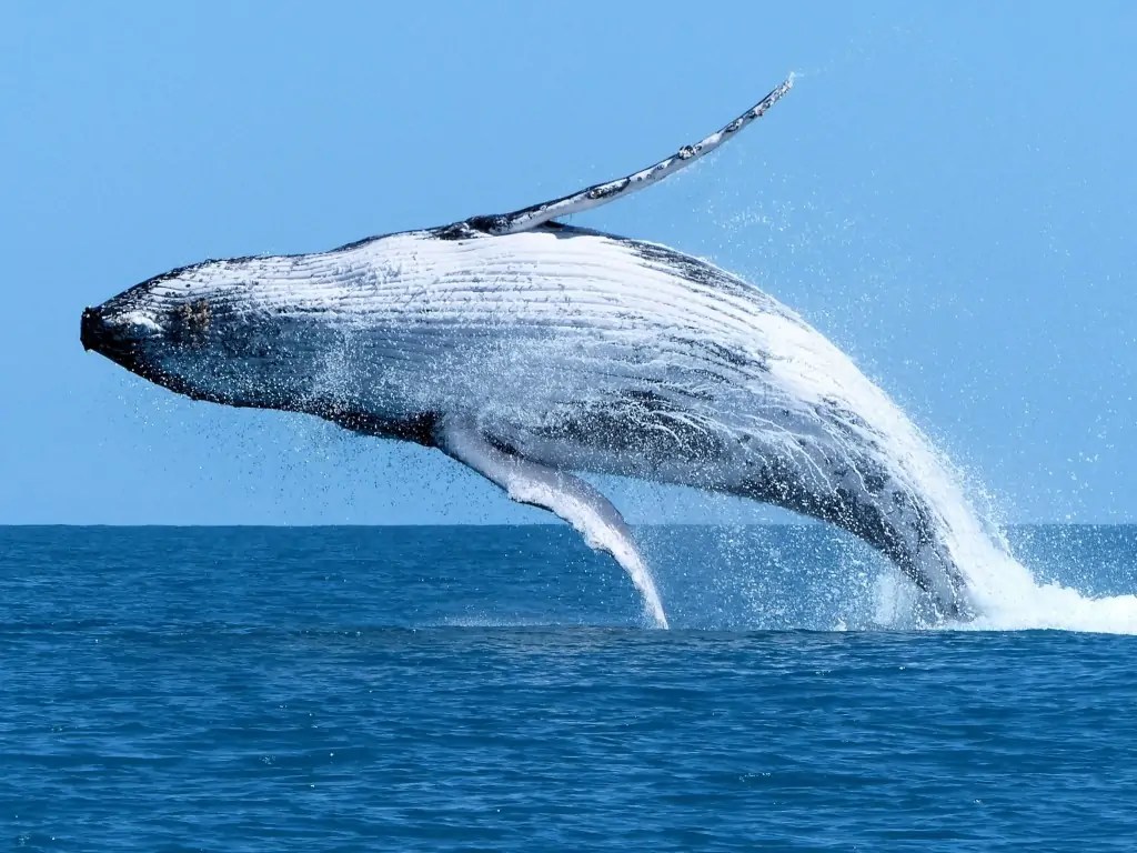 Whale-1.jpg