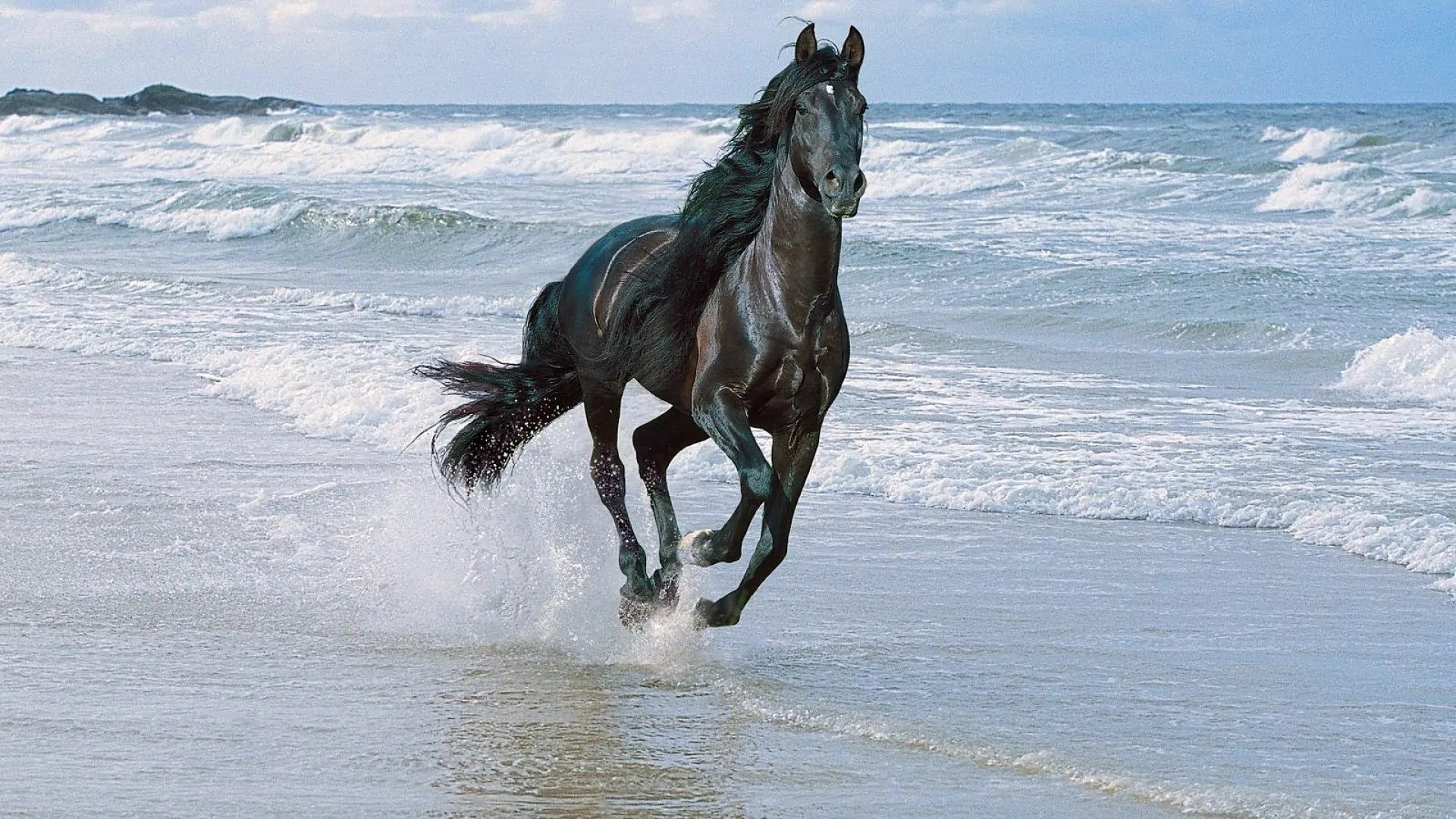 black-horse-running-along-the-shore.jpg
