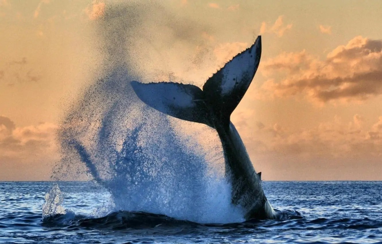 ocean-water-whale.jpg