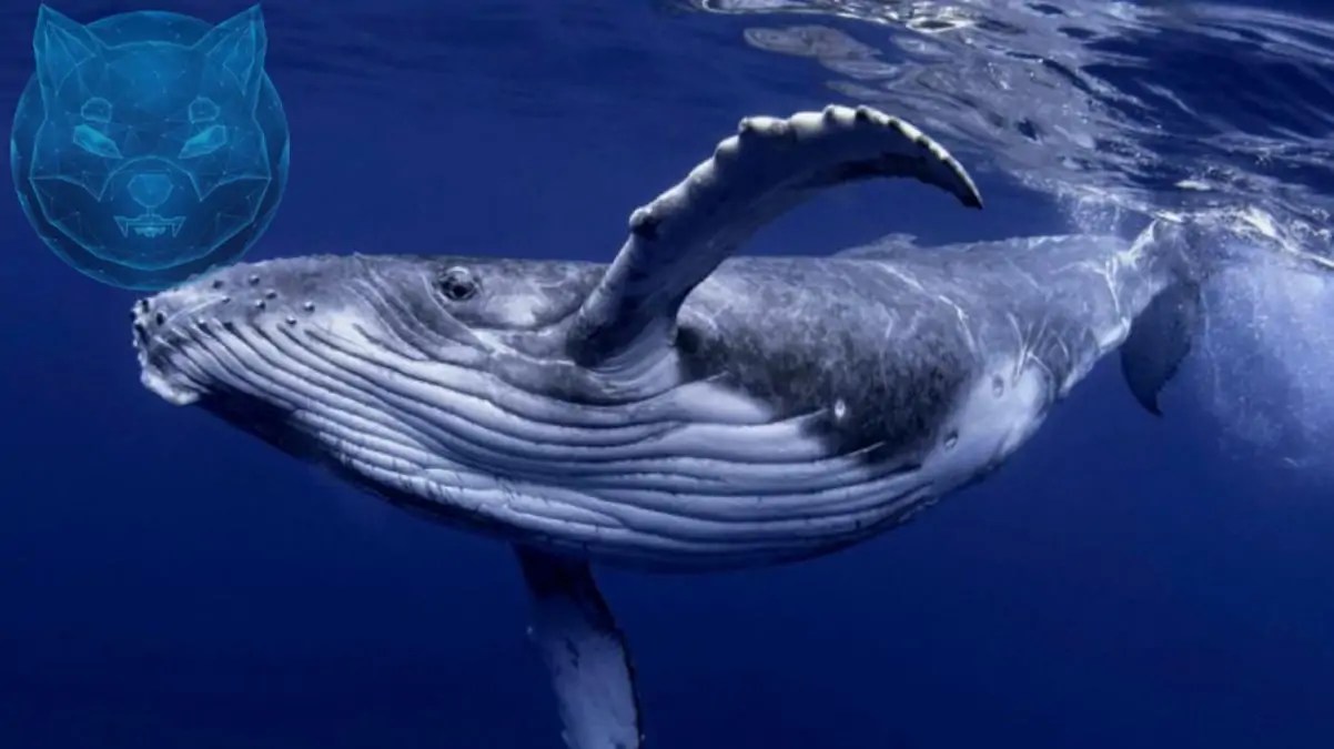 shib-whale0.jpg