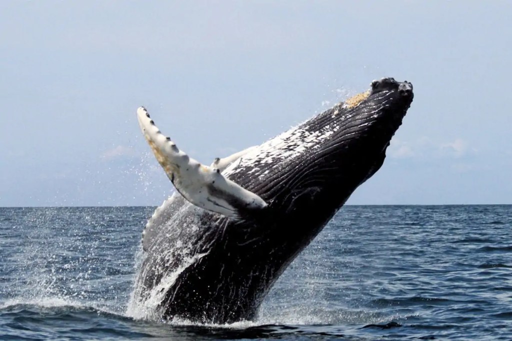 whale.jpg