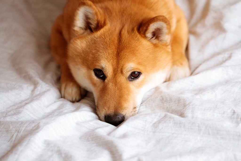 shiba-inu-dog-lying-on-a-bed.jpg