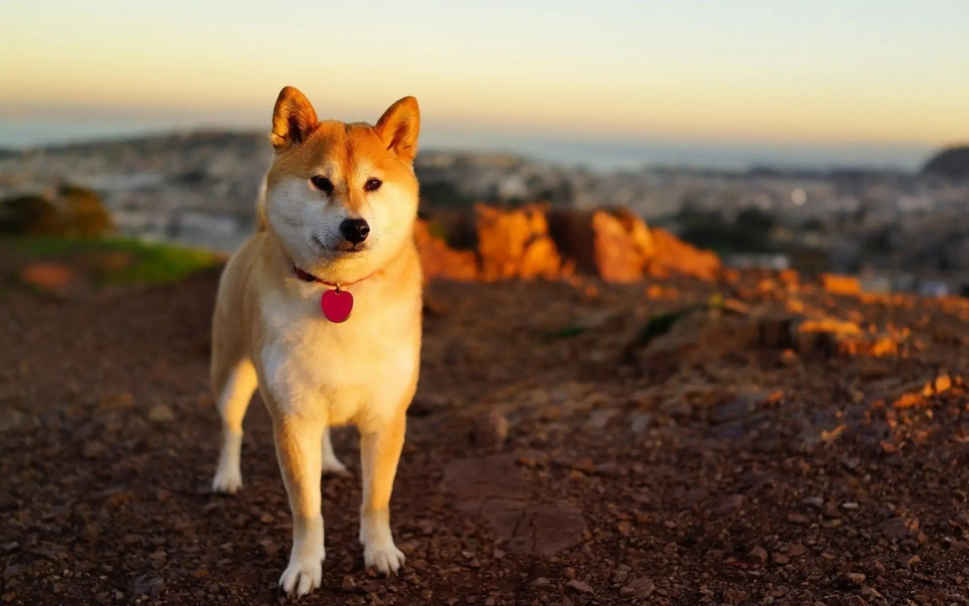 shiba-inu-pets-dogs-sunset-bokeh.jpg