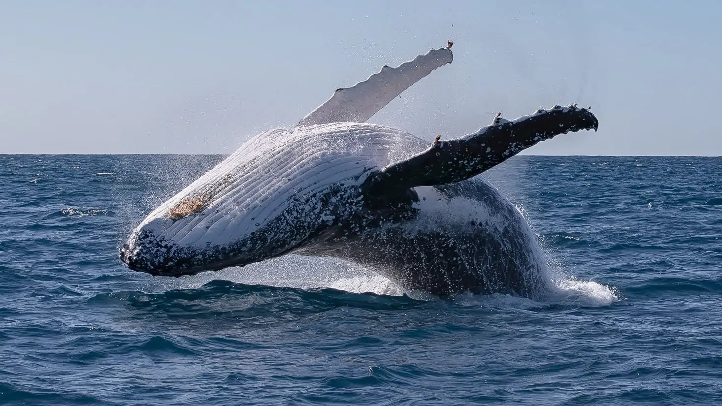scottwilsonimagery-whale-breach.jpg