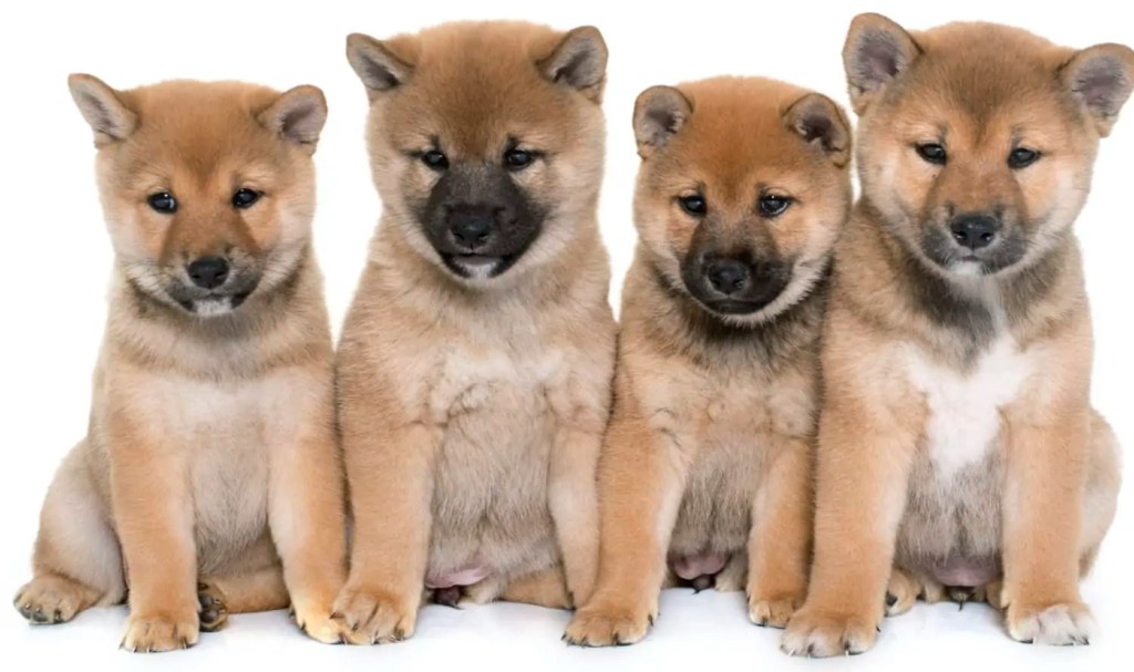 shiba-inu-puppies.jpg