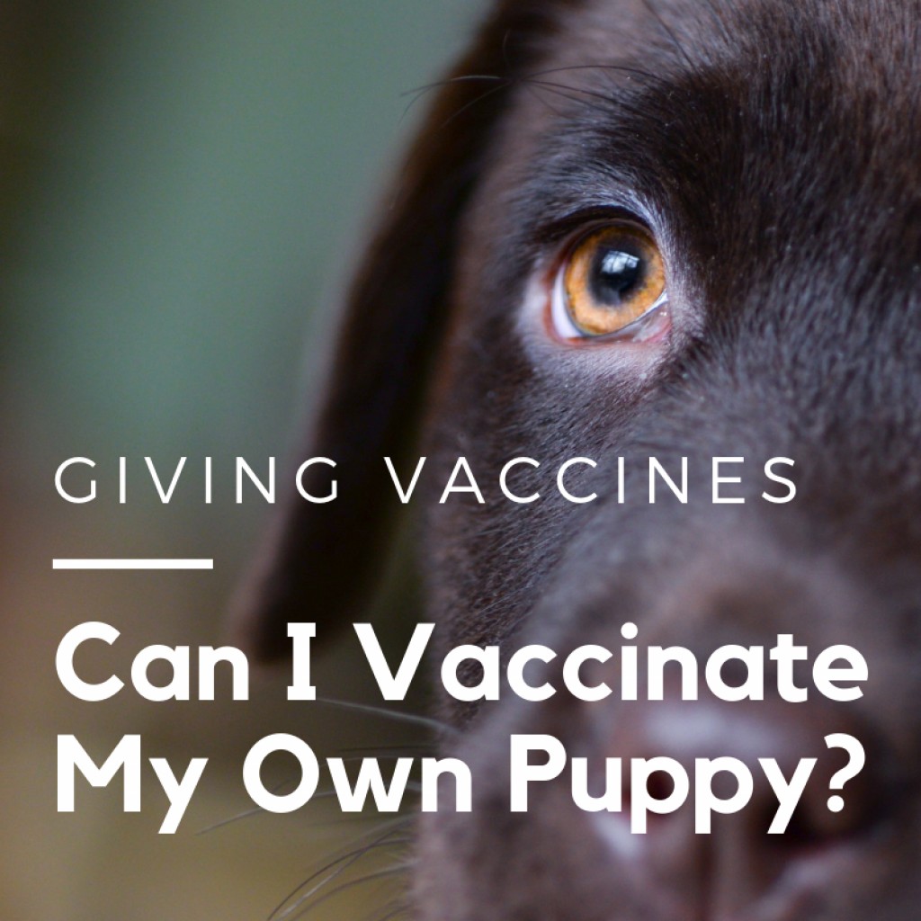 Yavru aşıları nasıl yapılır ve yavru köpeklerinize aşılar nasıl yapılır