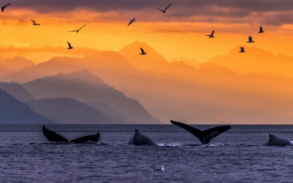 humpback-whales-ocean-sunset-waves-whale-tails-1024x640.png