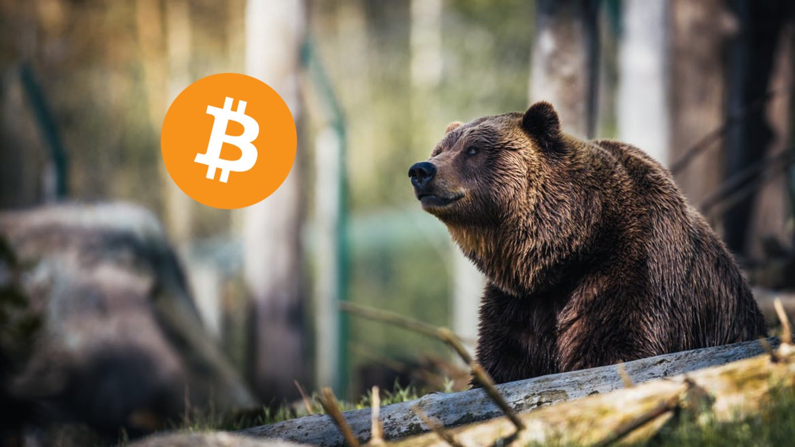 bitcoin-ayi-piyasasi.jpg